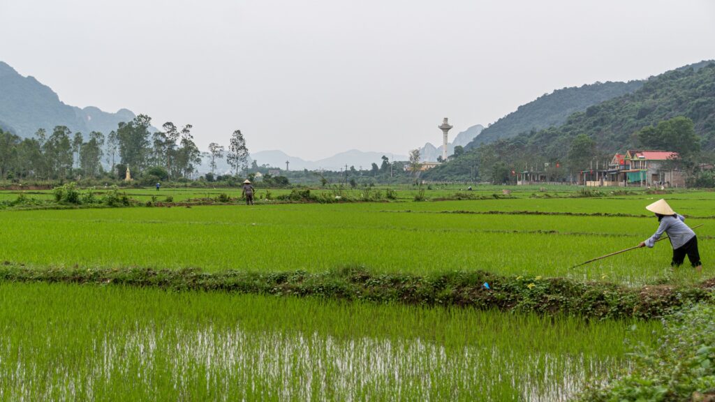 vietnam-farmer