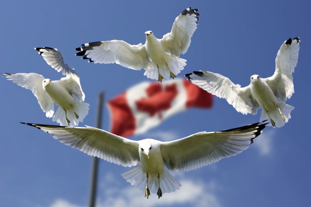 Canada gulls