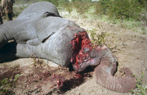 dead elephant poached for ivory tusks