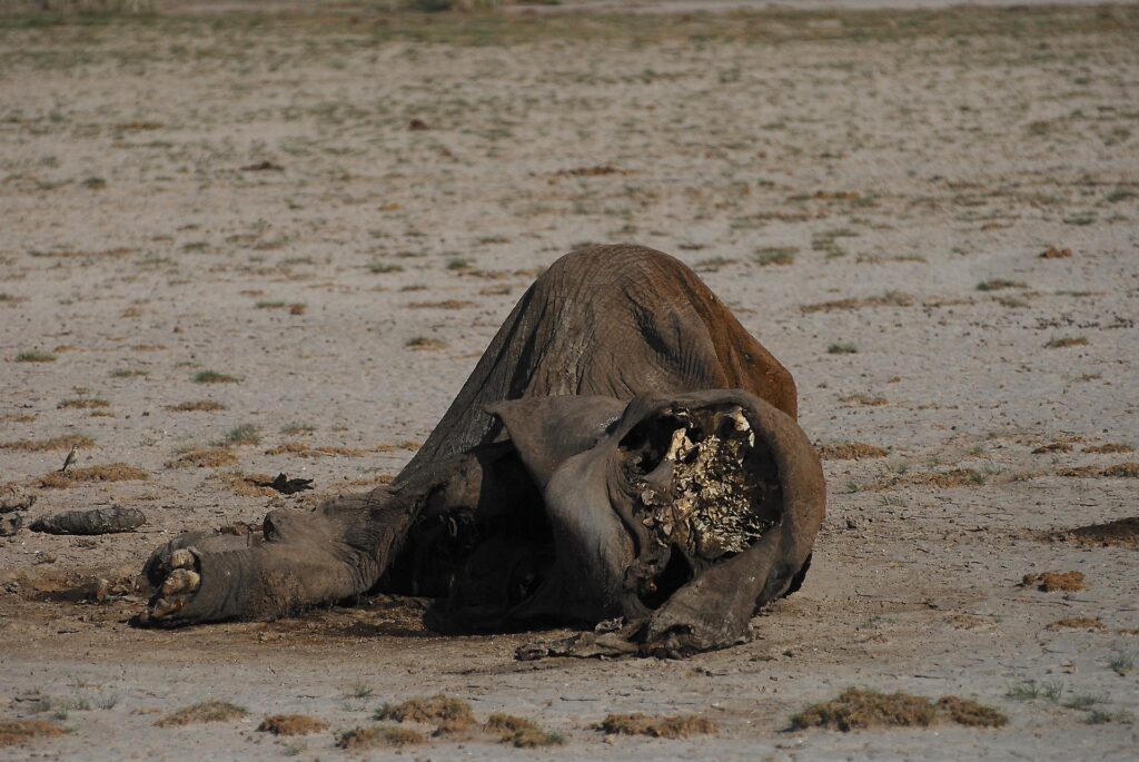 Elephant poached for its ivory - Kenya