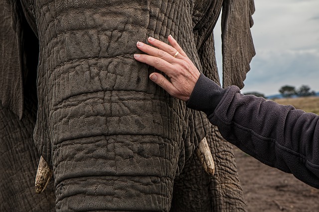 elephant-volunteer- Kenya