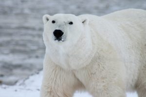 polar bear 4