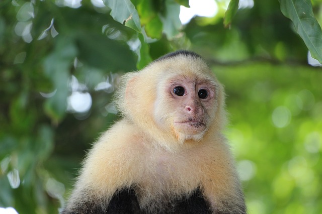 Costa Rica capuchin-monkey-