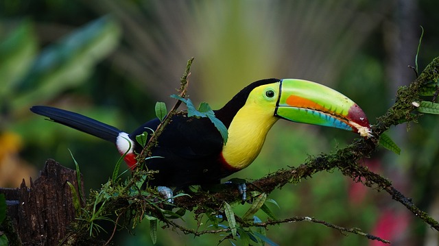 keel-billed-toucan-