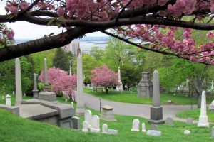 Cherry Blossoms in bloom at Green-Wood Cemetery. Photo: David Berkowitz (CreativeCommons)