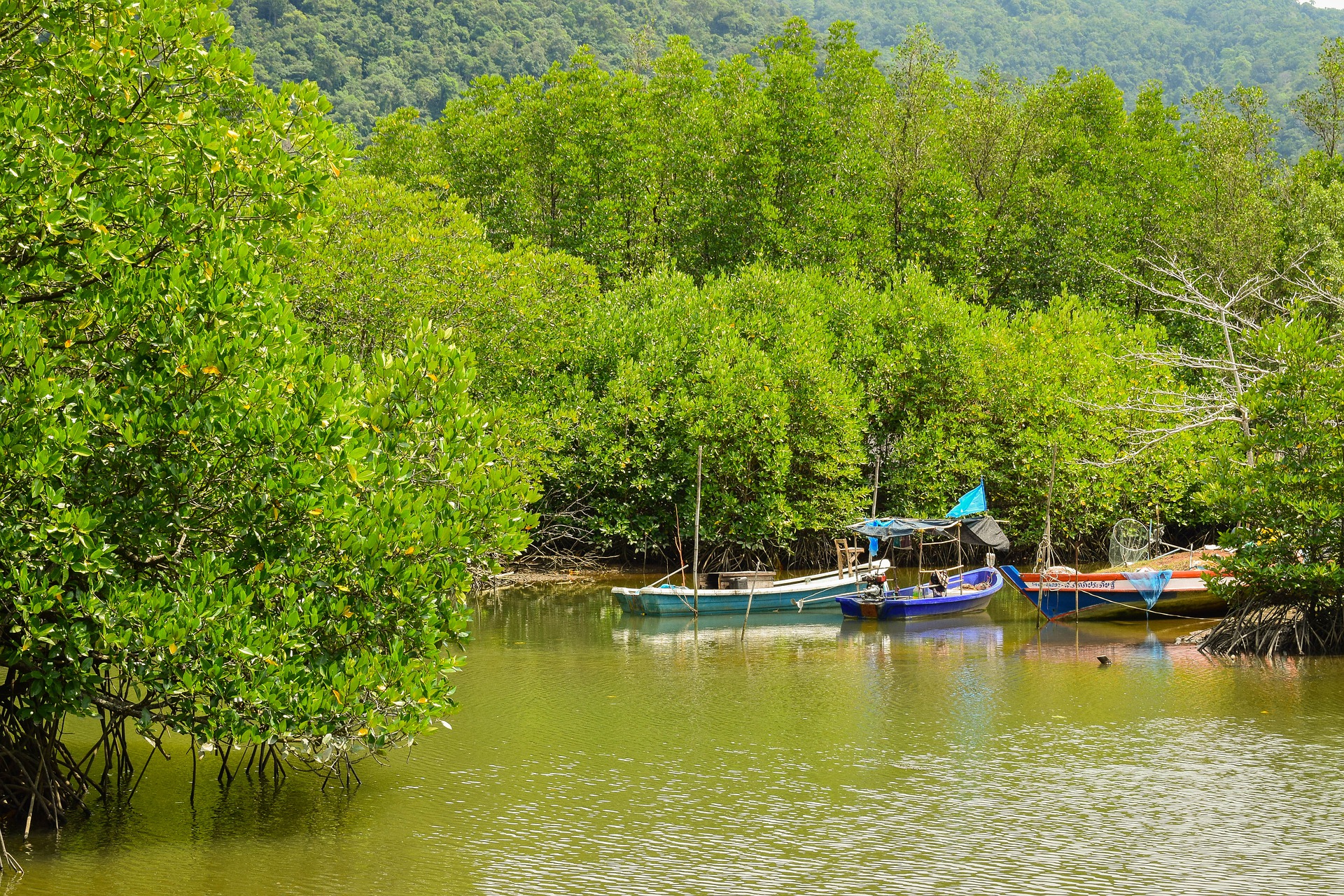 Mangrove forest in Thailand.