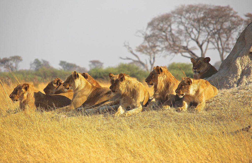 Pride of lions in Africa