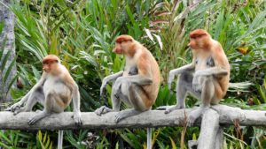 The proboscis monkey or long-nosed monkey, is a reddish-brown arboreal Old World monkey. It is endemic to Borneo.