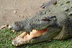 Large saltwater crocodile in Australia
