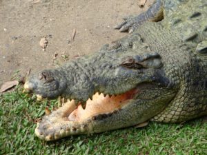 Large saltwater crocodile in Australia