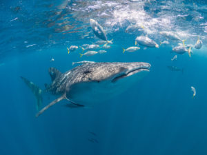 Whale share surrounded by a school of fish. Photo: Simon J. Pierce at www.simonjpierce.com