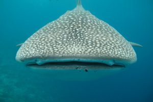Whale shark up close and personal