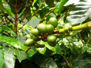 coffee-bean plant