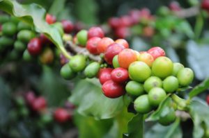 Red and Green coffee cherries