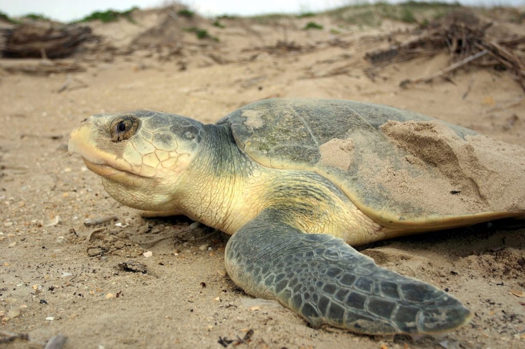 Kemps Ridley Sea Turtle are one of the smallest and most endangered sea turtles