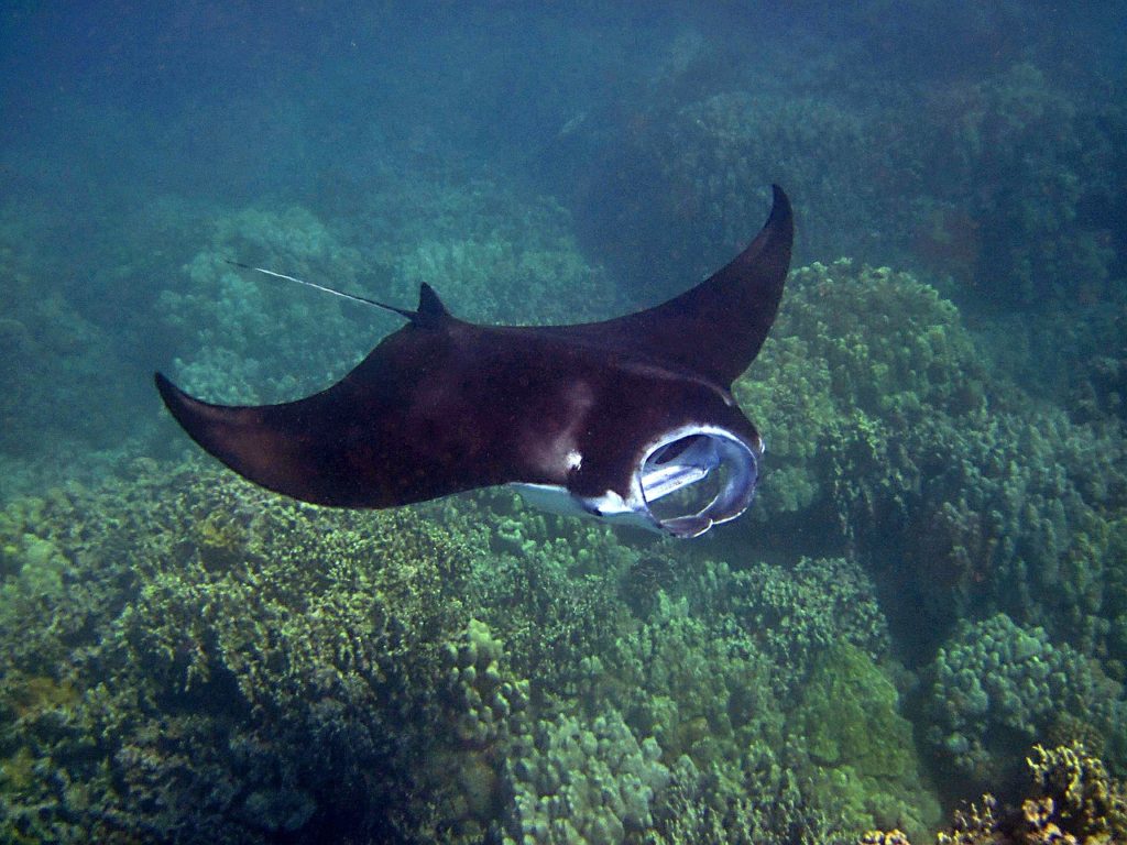 Underwater with a giant Manta Ray.