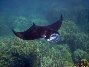 Underwater with a giant Manta Ray.