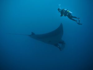 Scuba diving with Manta Rays