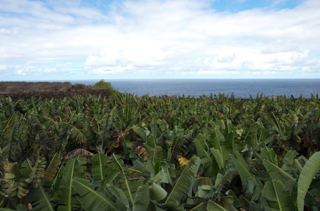 Banana plantation. Photo: Diana Condrea