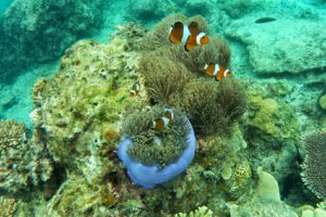 Maldives | Underwater view of Clown Fish.