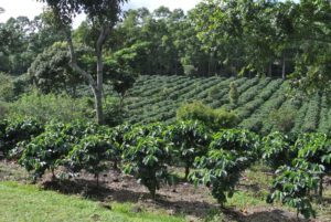 Coffee plantation.