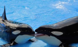 Orca whales in captivity for entertainment purposes is an example of animal tourism.
