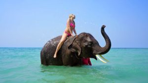 An example of unethical animal tourism. Riding an elephant in Thailand.