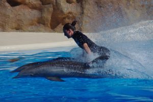 Swimming with dolphins in captivity