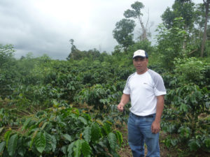 Coffee plantation in Laos. Photo: MTC Group