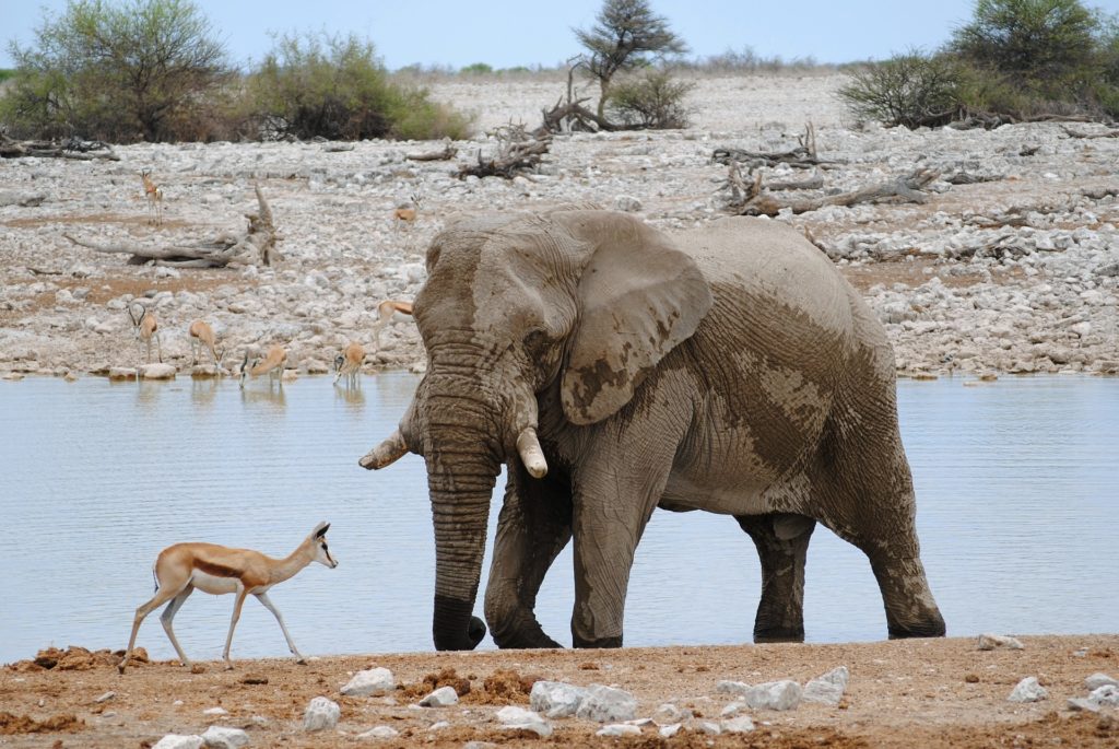 At the watering hole in Namibia's Etosha National Park.