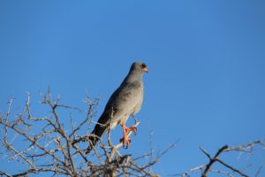Raptor and other predatory birds can be found in Etosha National Park.