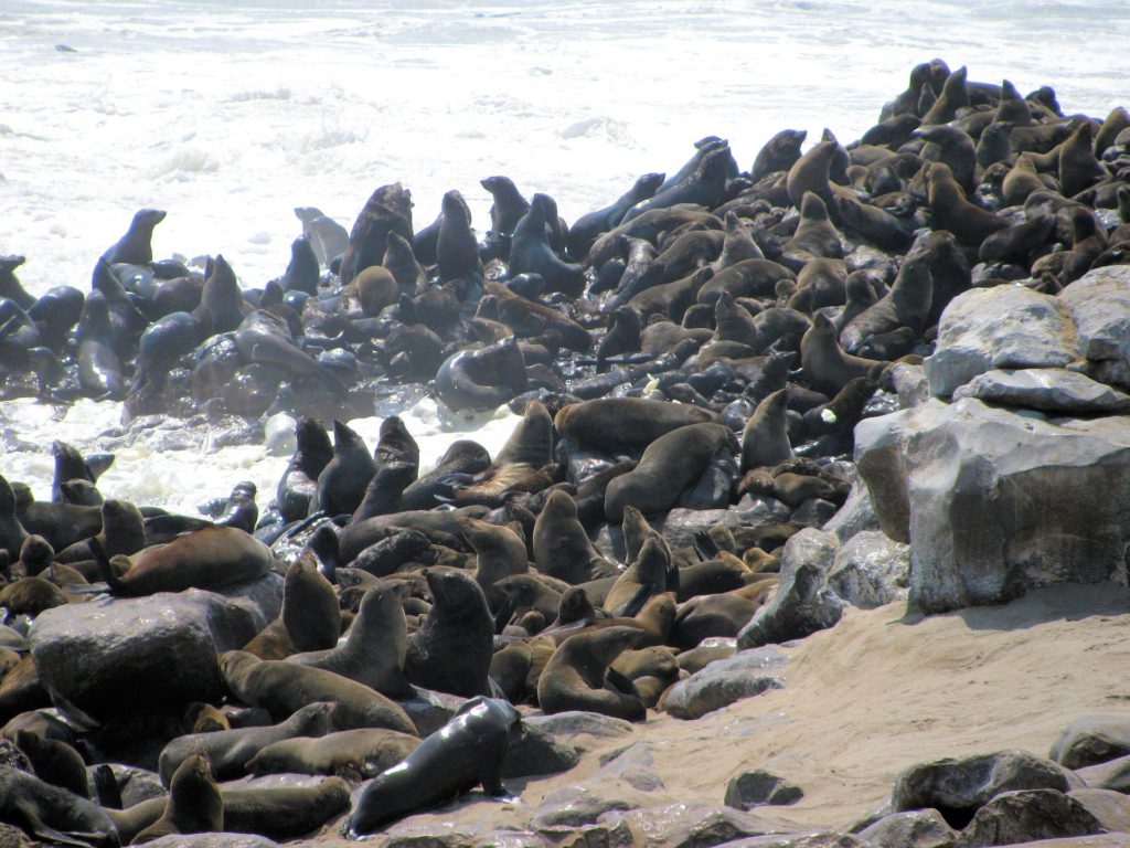 Seals along the Skeleton Coast of Namibia