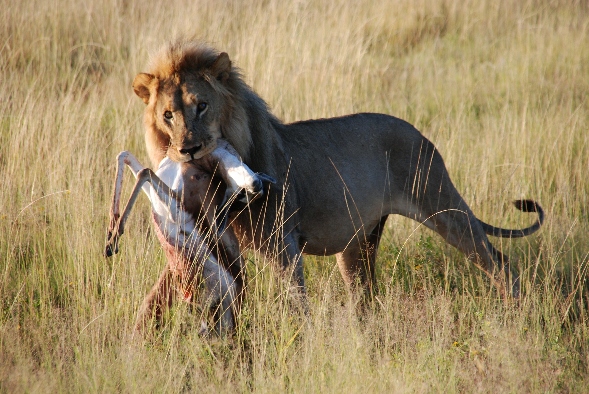 Lion after a kill in Etosha National Park, Namibia.