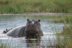 Hippo in the Okavango Delta.