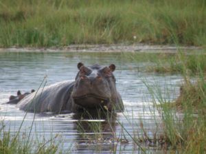 Hippo in the Okavango Delta.
