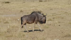 A Gnu is a large dark antelope with a long head. Note the beard, mane and sloping back.