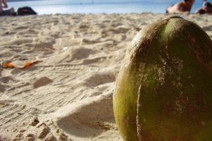 coconut on Sint Maarten beach