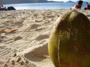 Coconut on a Sint Maarten (Saint Martin0 beach.