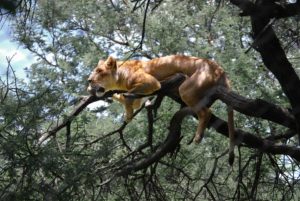 Lion in a tree in Zimbabwe