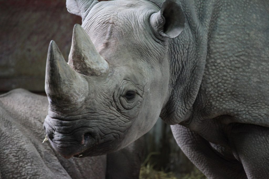 A black Rhino's horn is the object of illegal poaching.