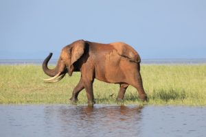 Elephant in Zimbabwe