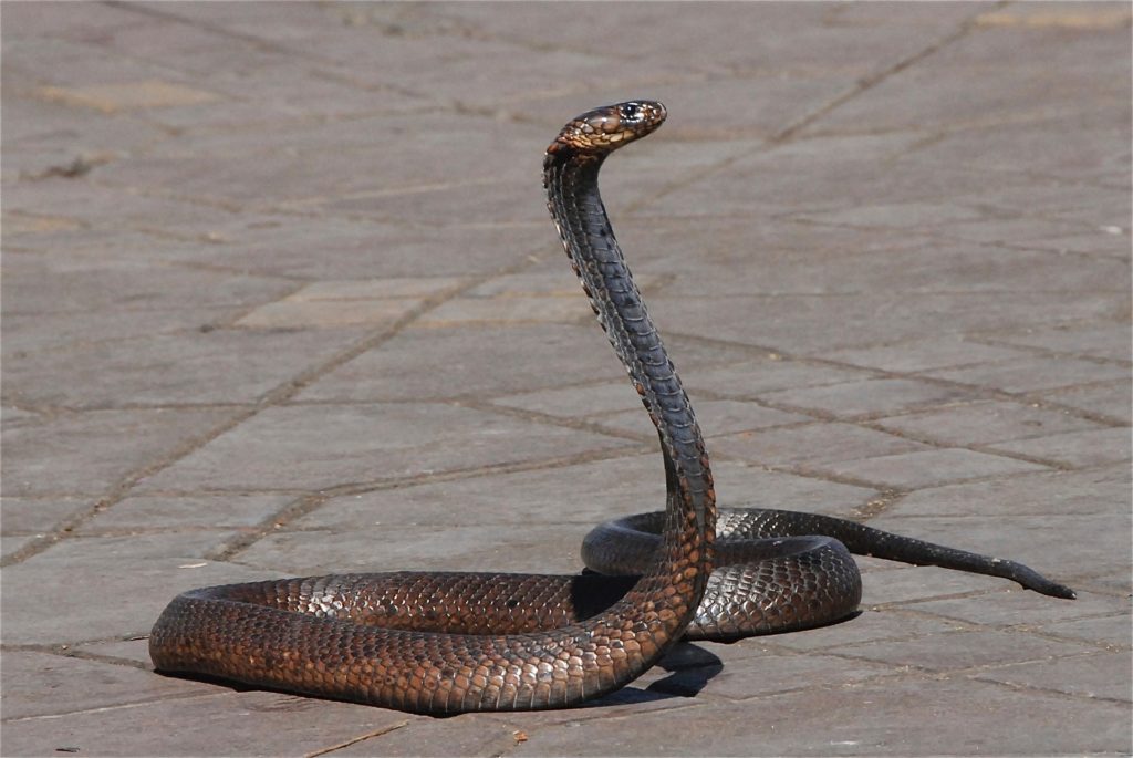Snake charmer in Medina