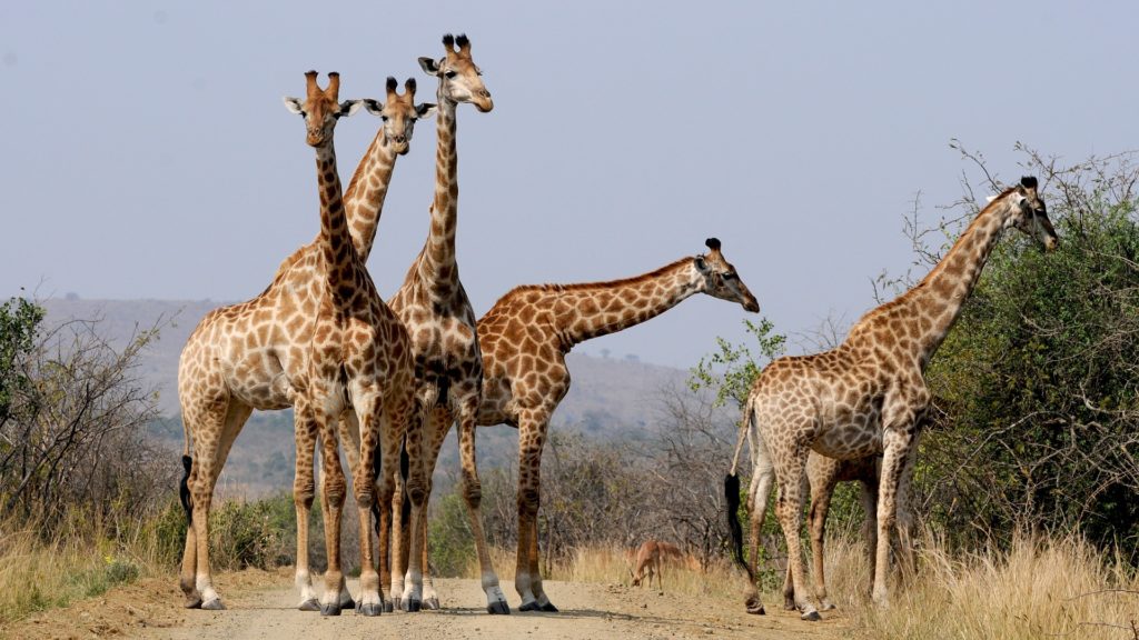 south africa Giraffes