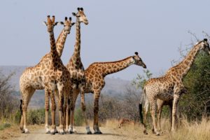 South Africa giraffes spotted on safari.