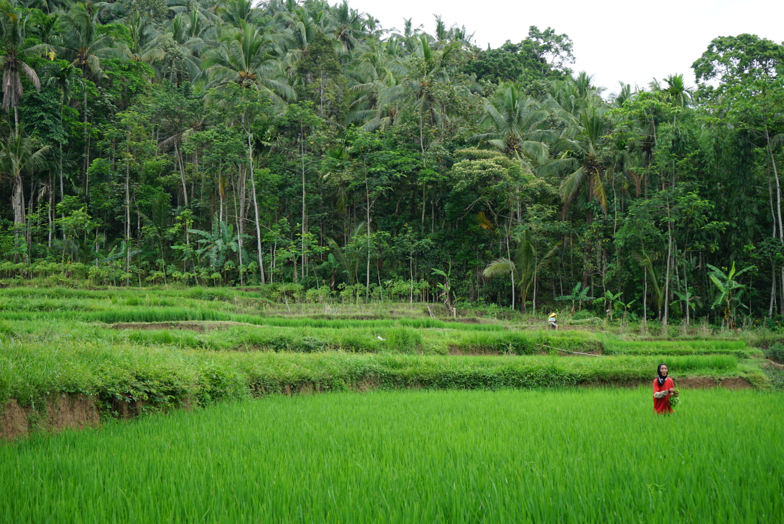 Rice fields in Licin