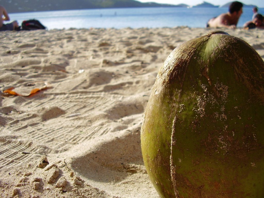 Coconut on a lazy beach