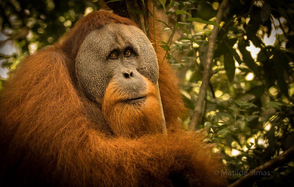 Leuser Ecosystem, Indonesia | Saving Palm Oil and Orangutans | Sumatra