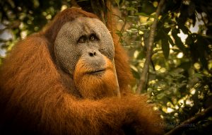 Adult male orangutan photo by Matilde Simas