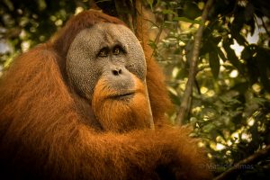 Adult Male Orangutang photo by MatildeSimas