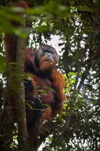 Adult male Sumatran orangutan in Gunung Leuser National Park. Photo: Jessica Barrett